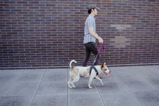 Harness the Power: Why Magnetic Dog Leashes are a Must-Have Accessory