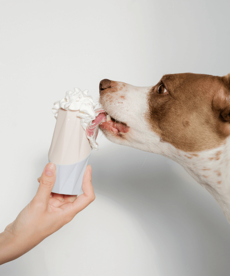 The Ubbe - Treat Filler Chew Toy Made for Dogs & Puppies | MUi Pet Company