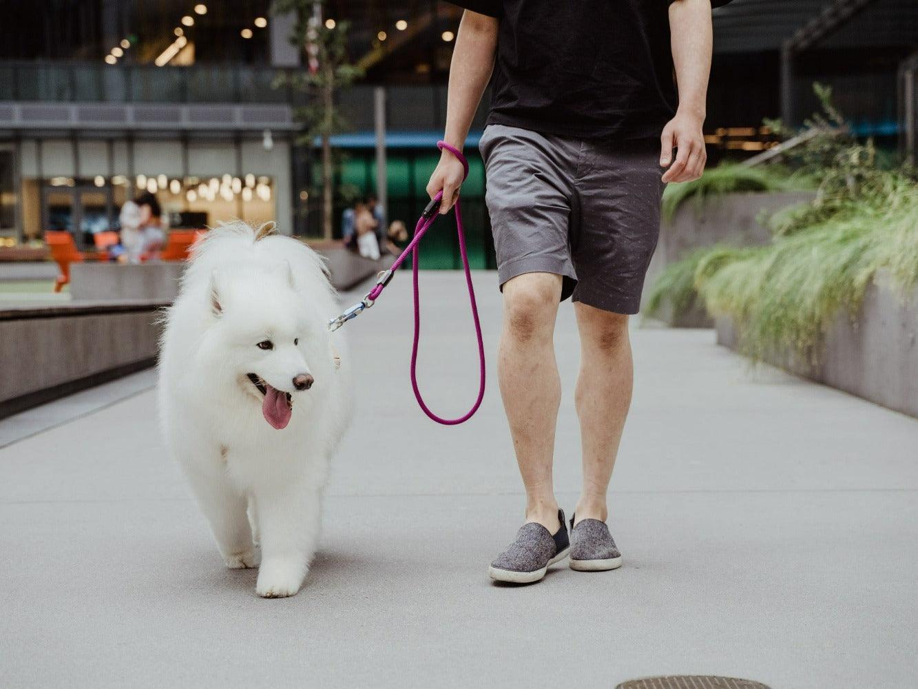 MUi Magnetic Leash - MUi Pet