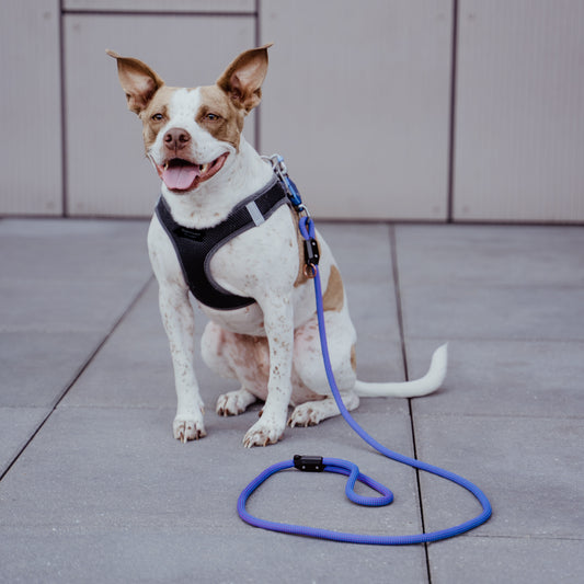 The Evolution of Dog Leashes: From Primitive Ropes to Magnetic Marvels by MUi Pet Company