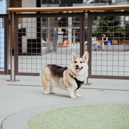 Dog Parks and the Magnetic Leash: Revolutionizing Playtime in Busy Environments by MUi Pet