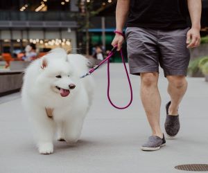 Modern Dog Leash by MUi Pet Company