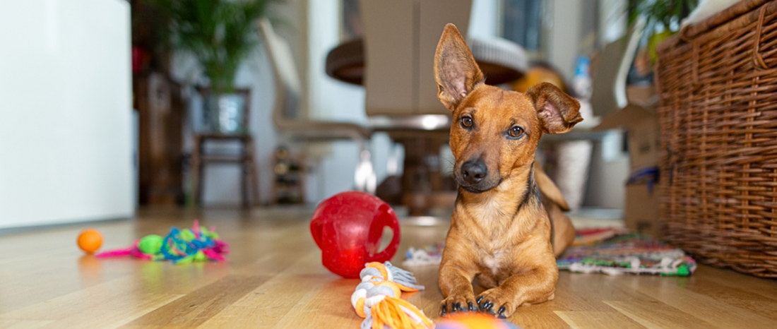 How Interactive Toys Help to Keep Your Dog Mentally Stimulate