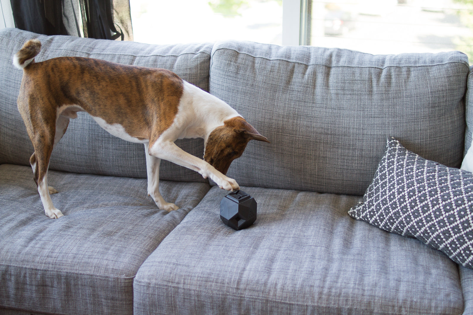 The Odin Dog Treat Dispenser Toy Slate Grey - The Tail Story