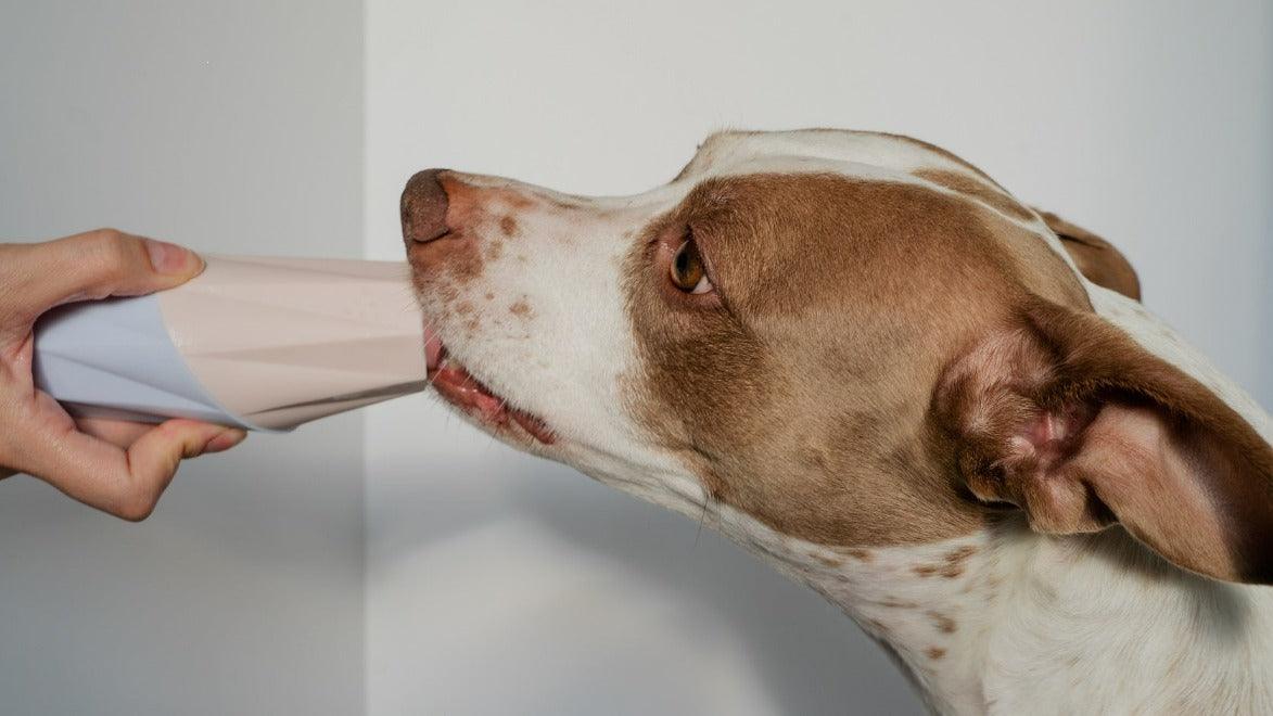 Toy store licking dog